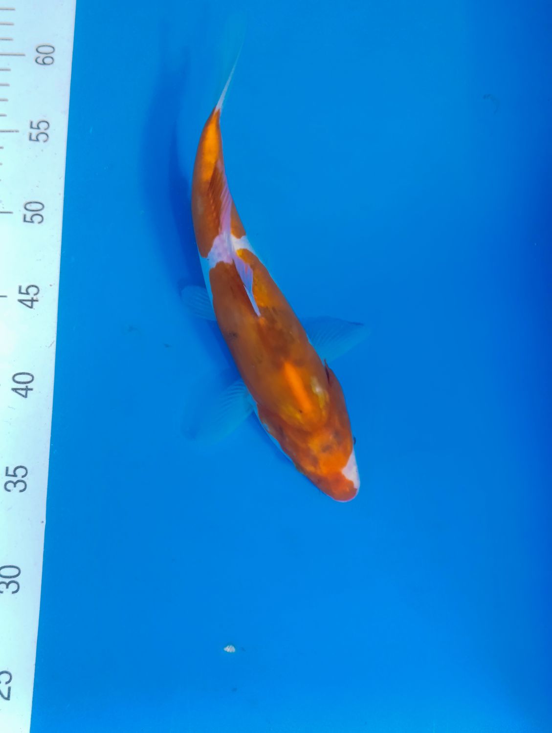 Douitsu kohaku 28 cm