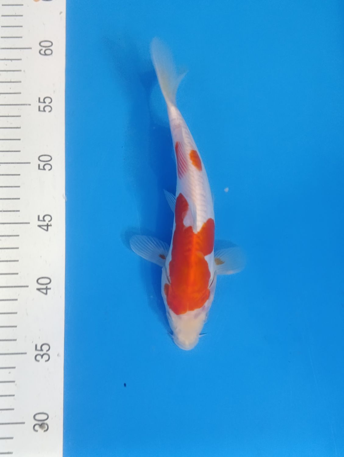 Doitsu kohaku 25 cm
