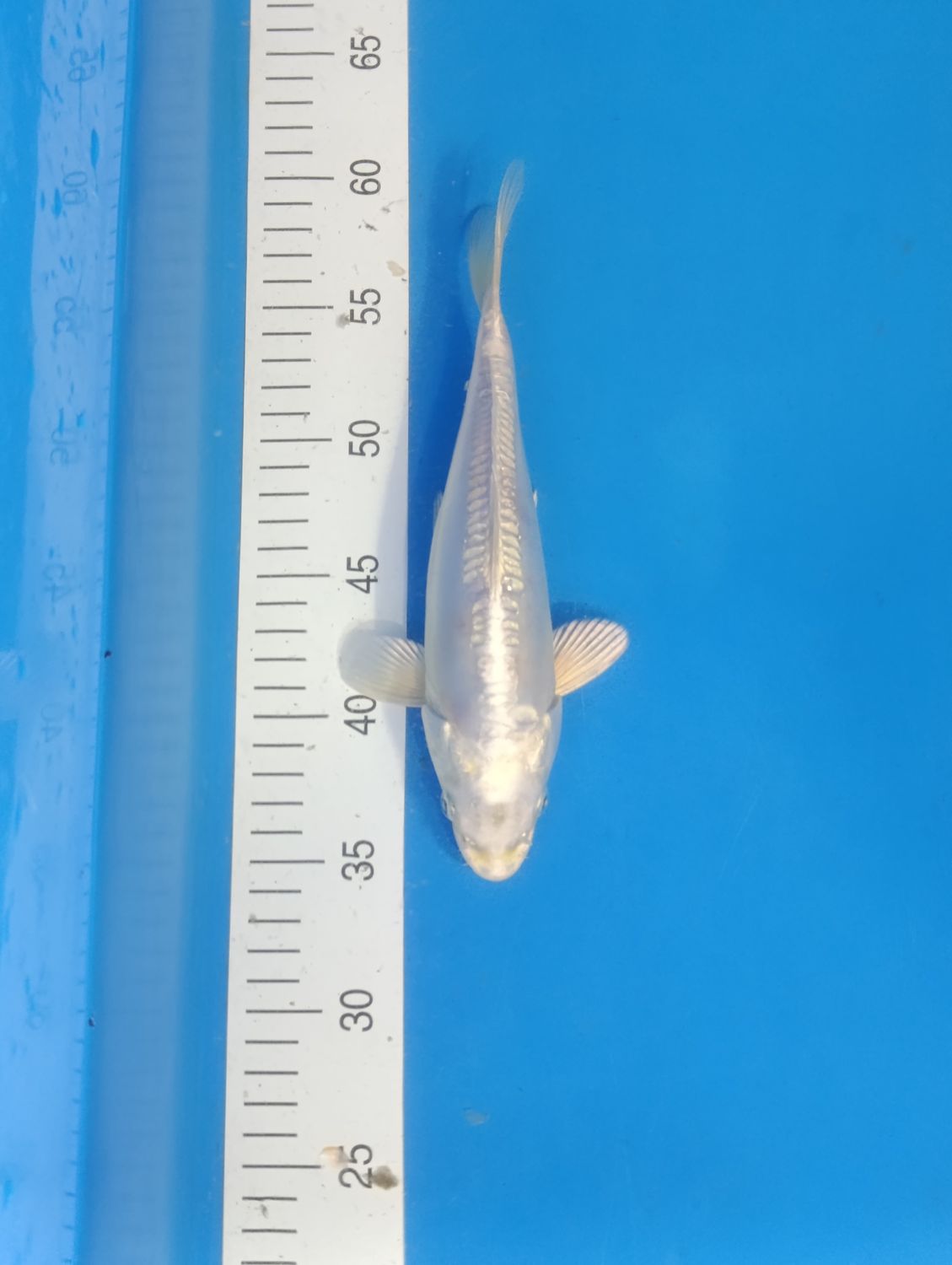 Doitsu platinum ogon