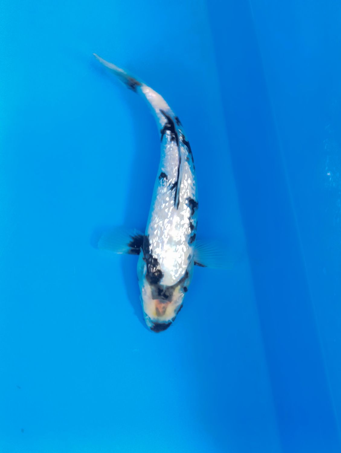 Gin Rin Shiro Utsuri 27 cm