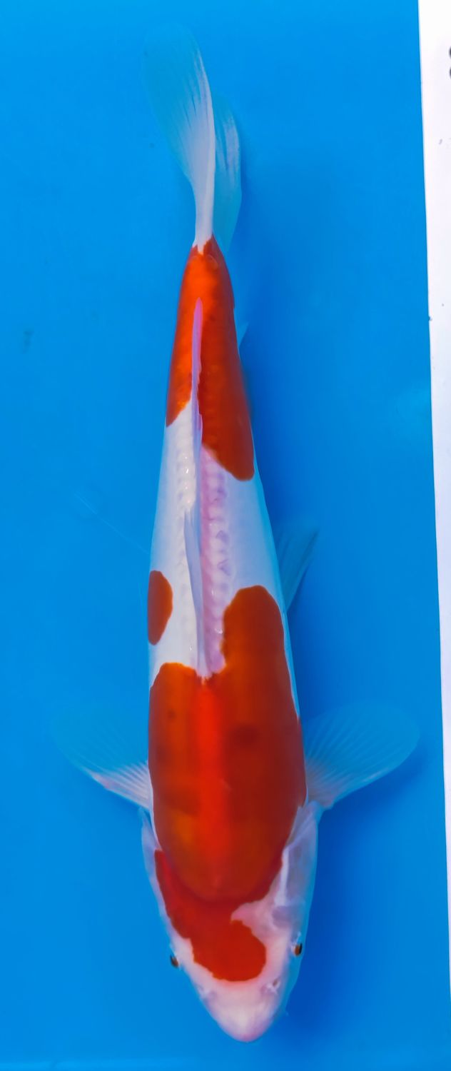Doitsu Kohaku 35 cm