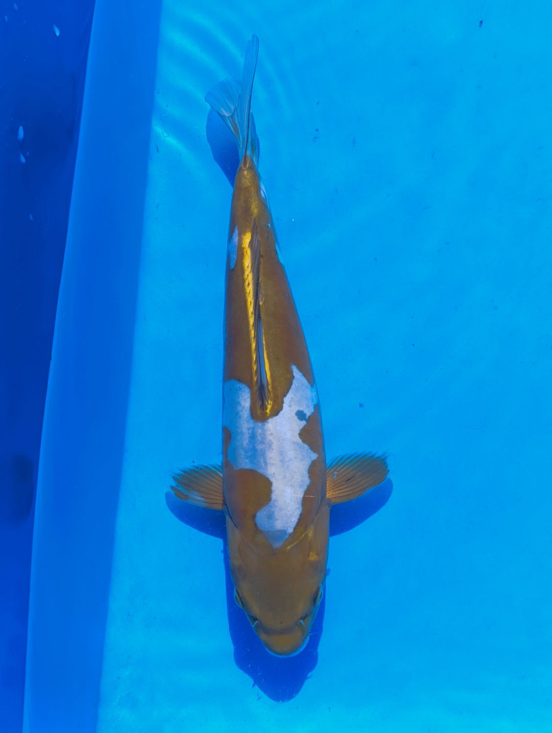Doitsu Golden Ochiba 35