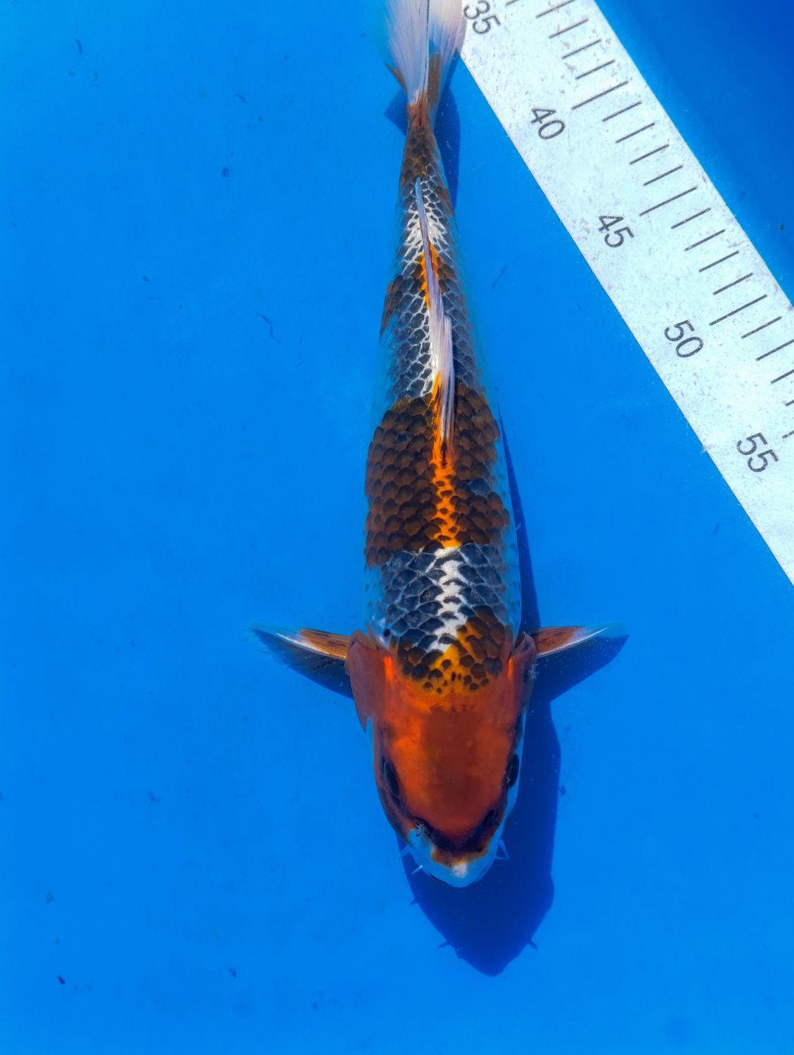 Kujaku 33 cm