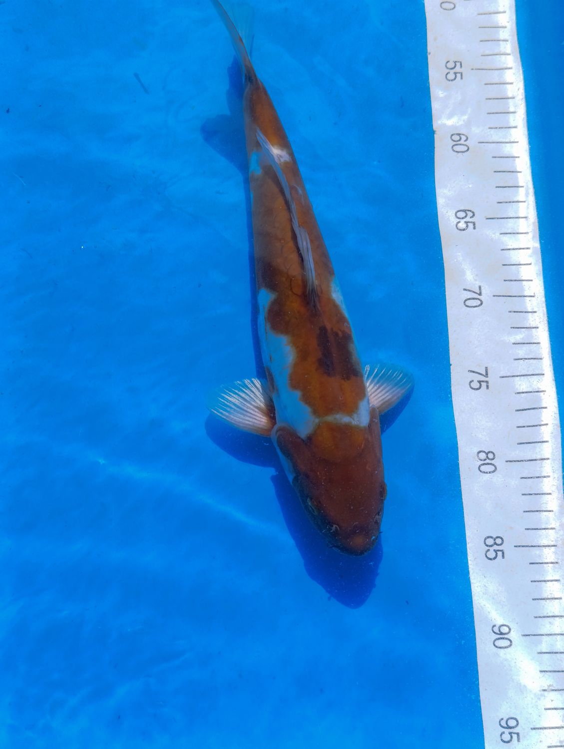 Doitsu Ochiba 35 cm