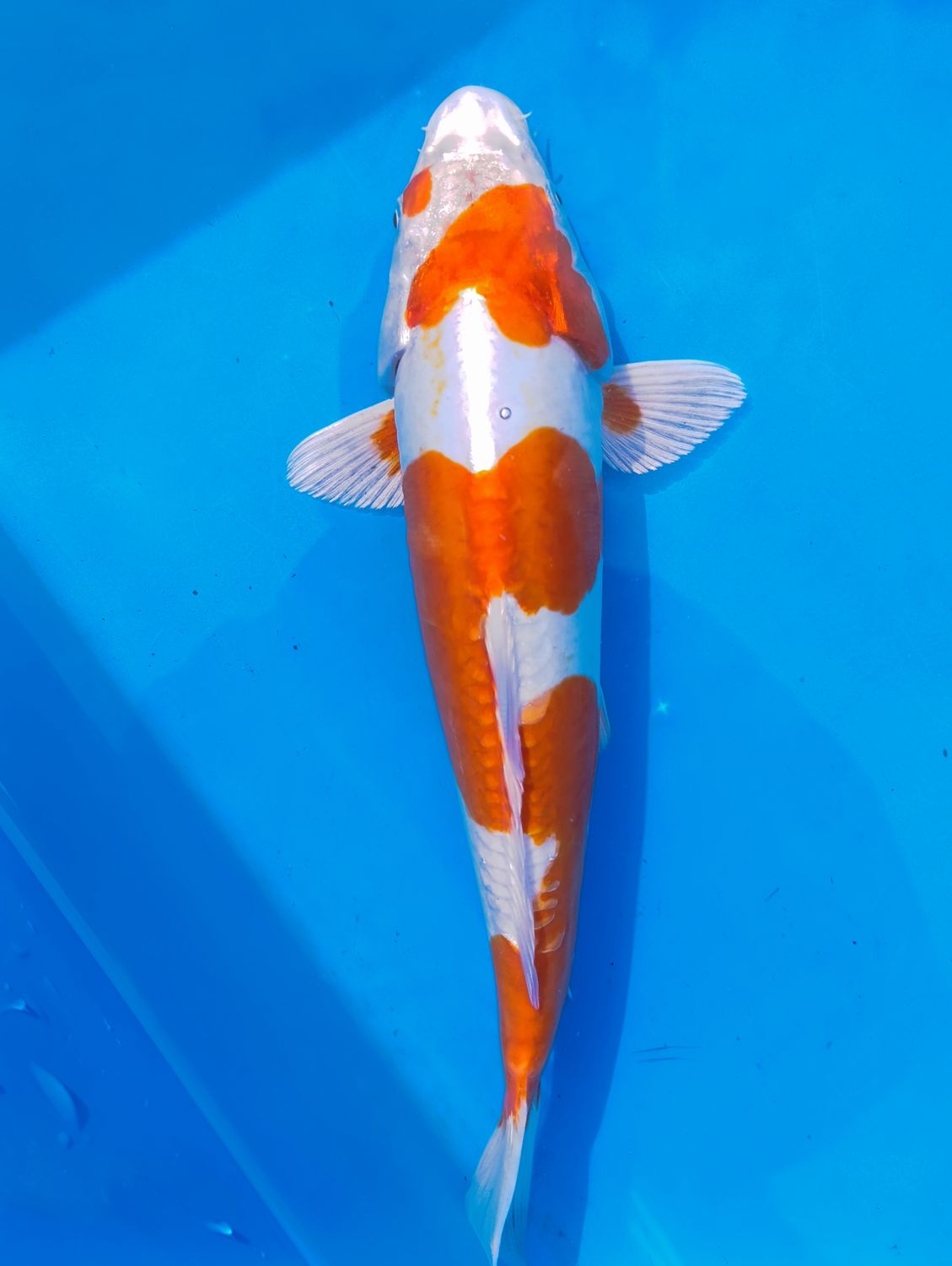 Kikusui 32 cm