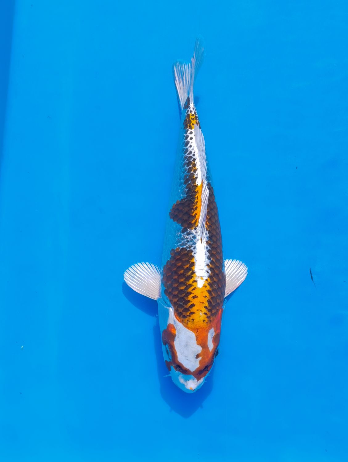 Kujaku 29 cm