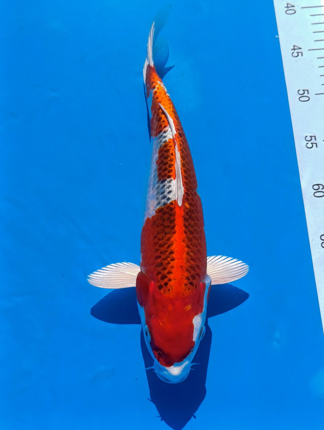 Karp koi Kujaku 35 cm