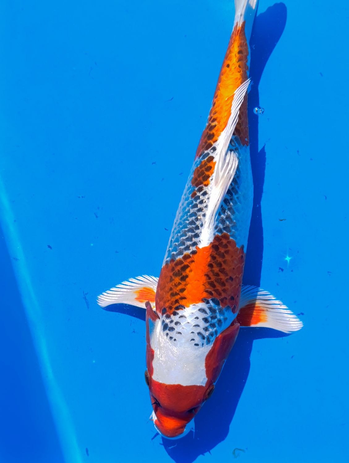 Karp koi Kujaku 36 cm