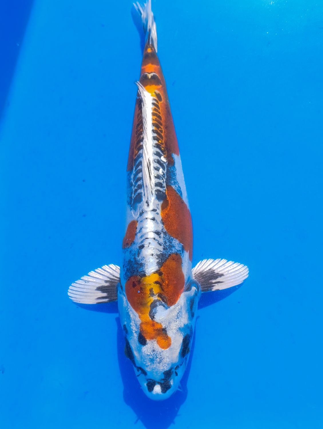 Beni Kumonryu 33 cm
