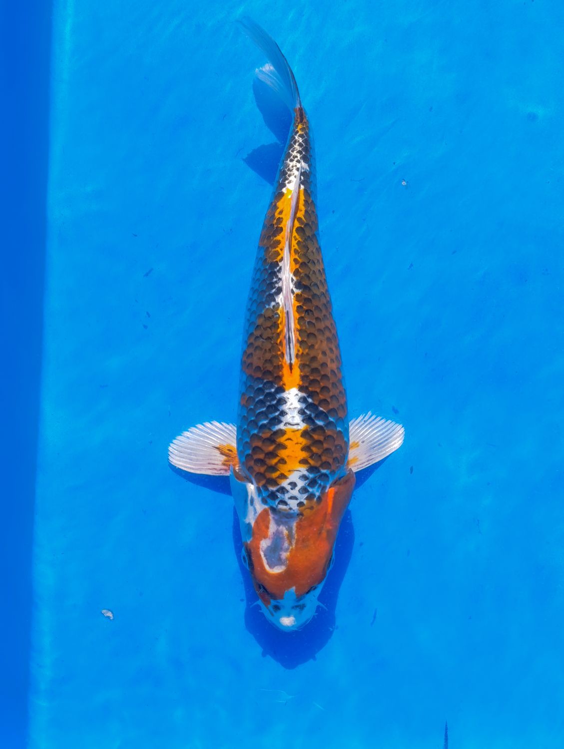 Kujaku 33 cm
