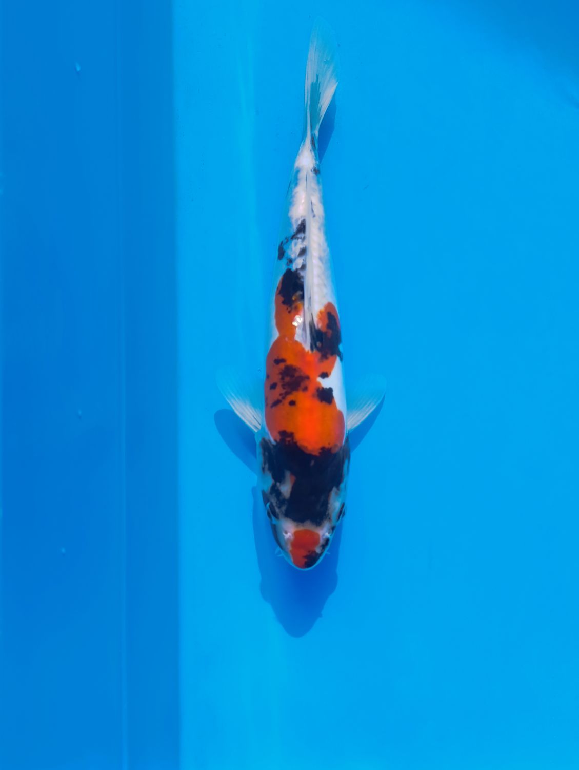 Doitsu showa 29 cm