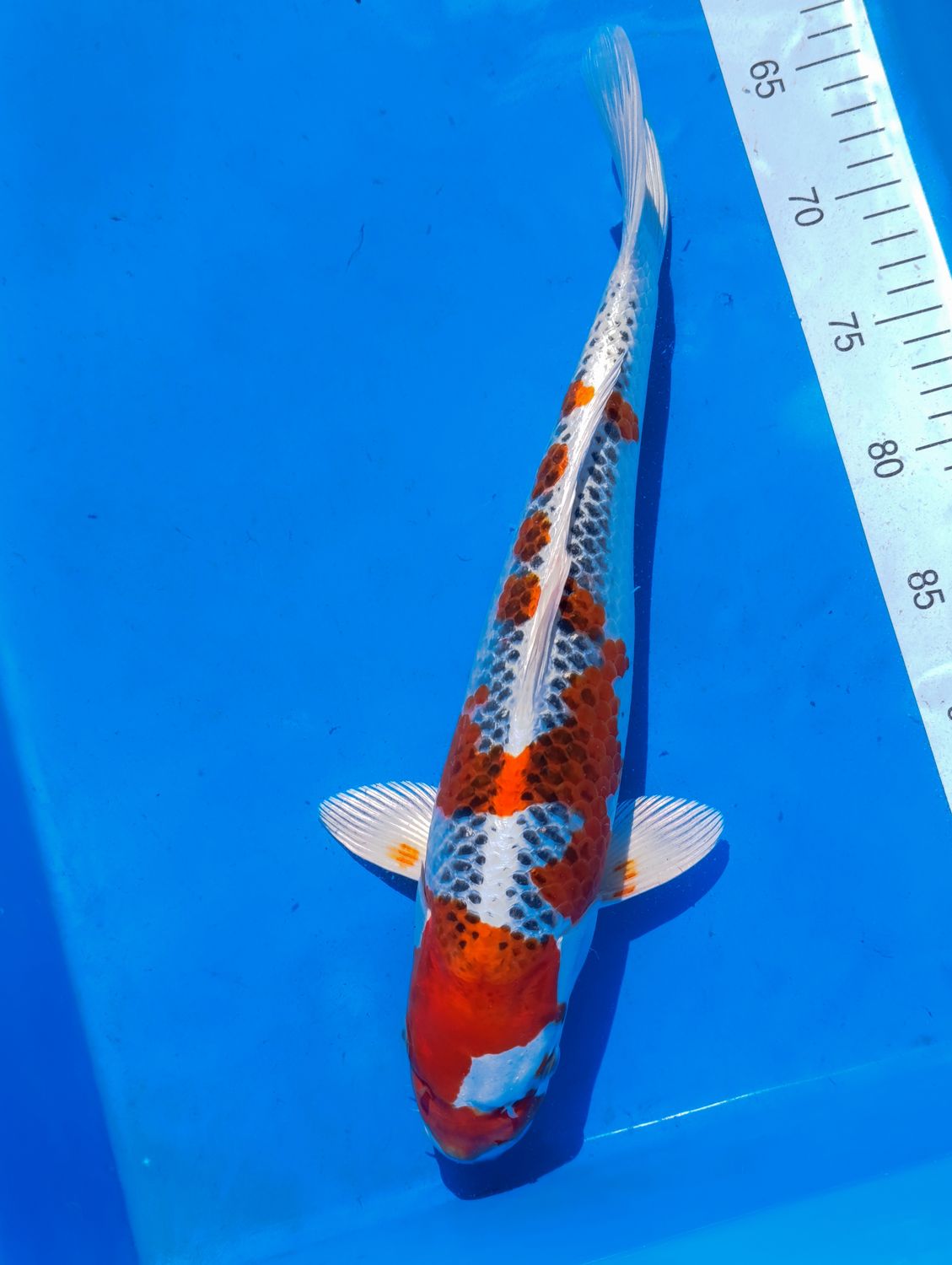 Karp Koi Kujaku 35 cm