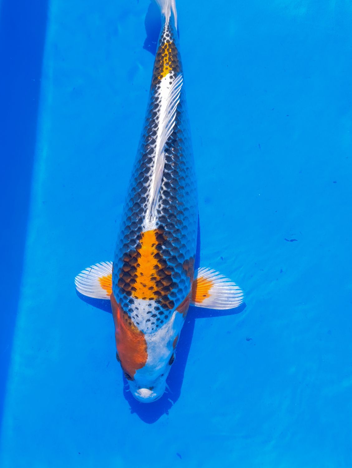 Kujaku 35 cm
