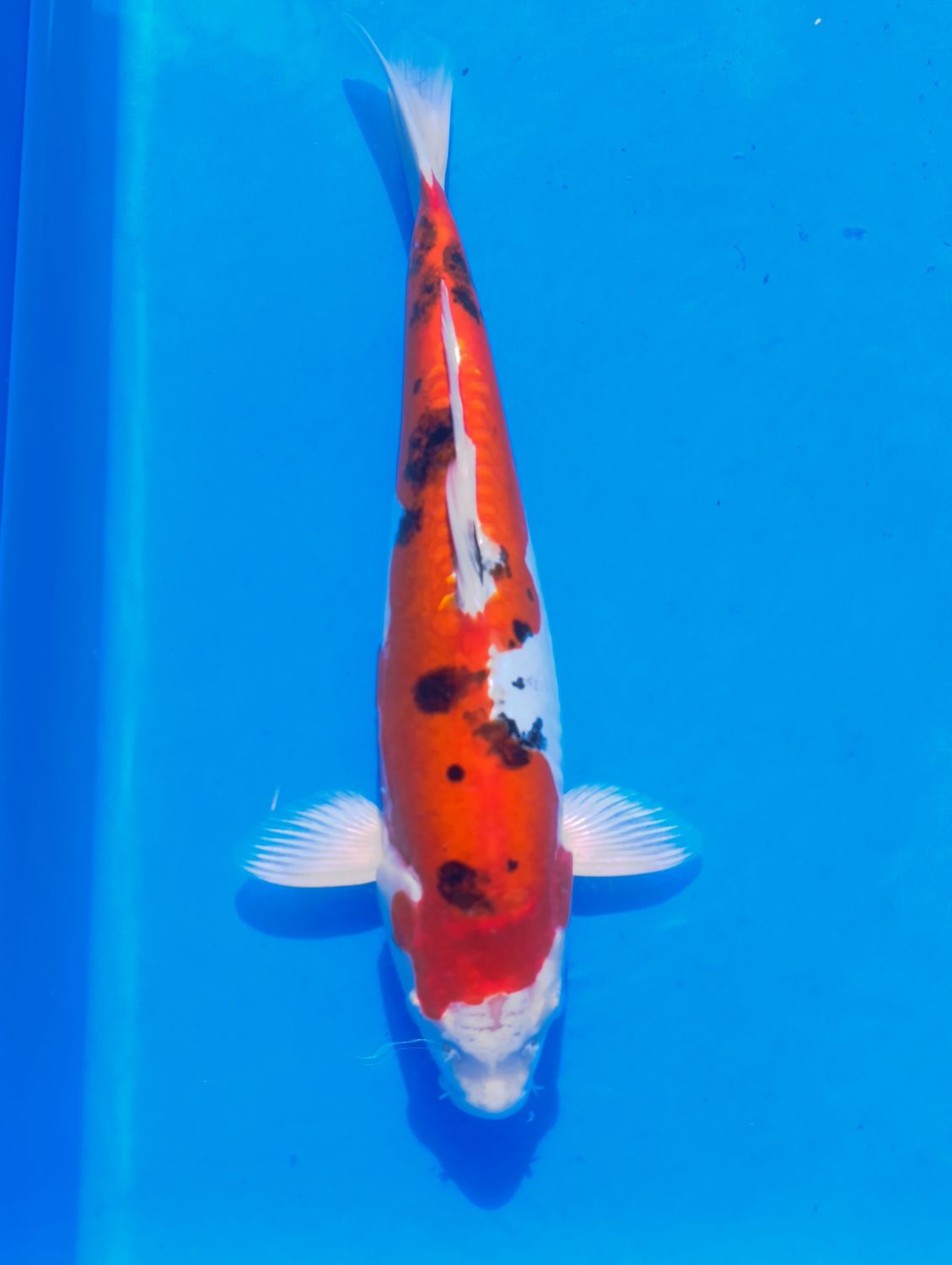 Yamatonishiki 35 cm