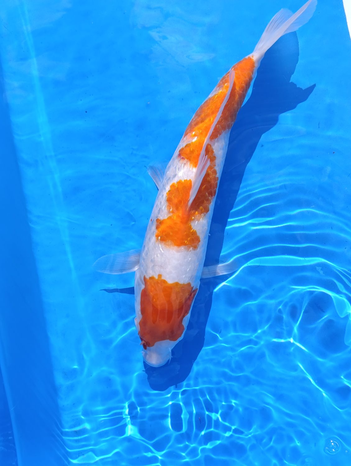Kohaku 37 cm