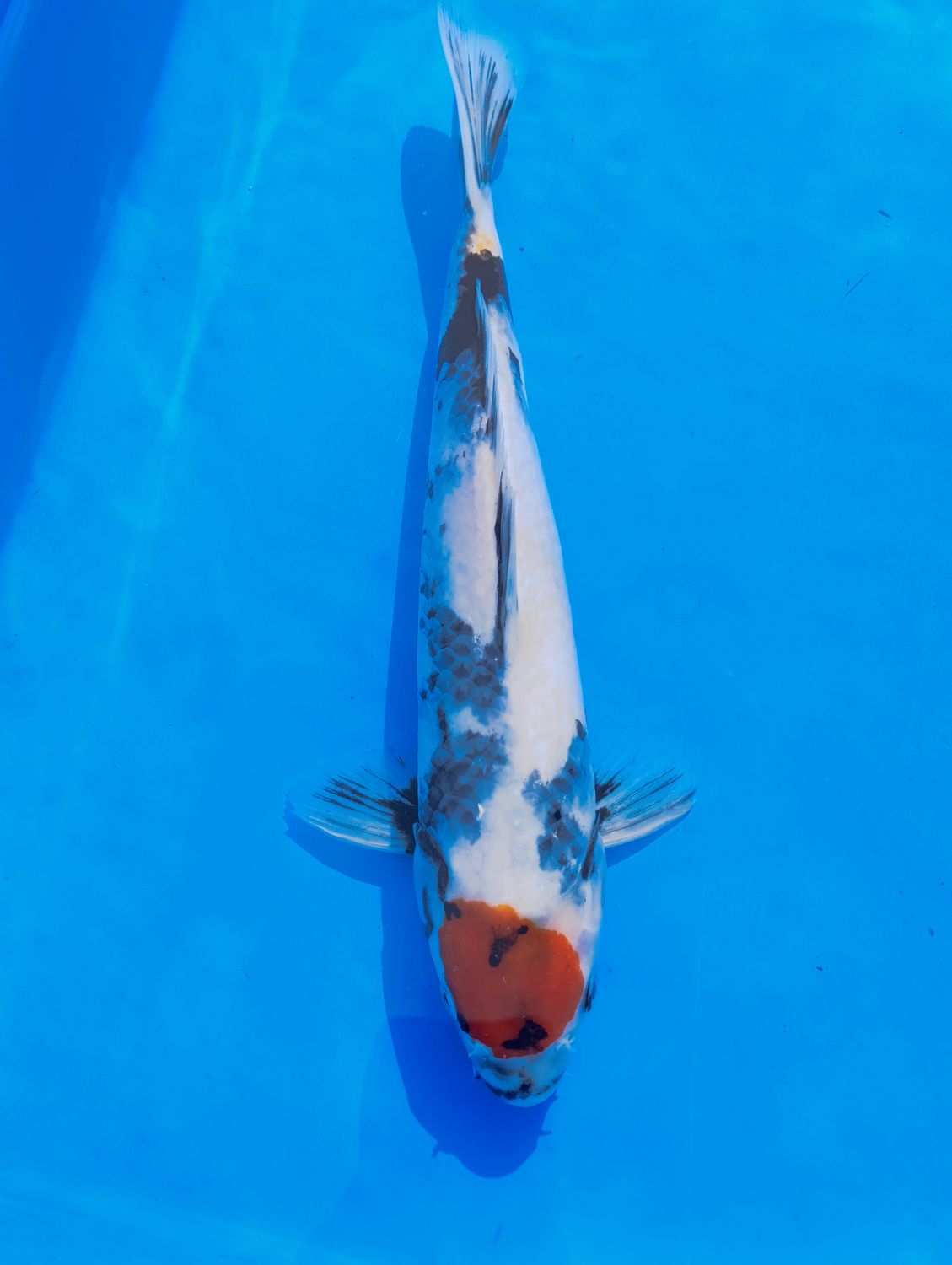 Tancho Showa 32 cm