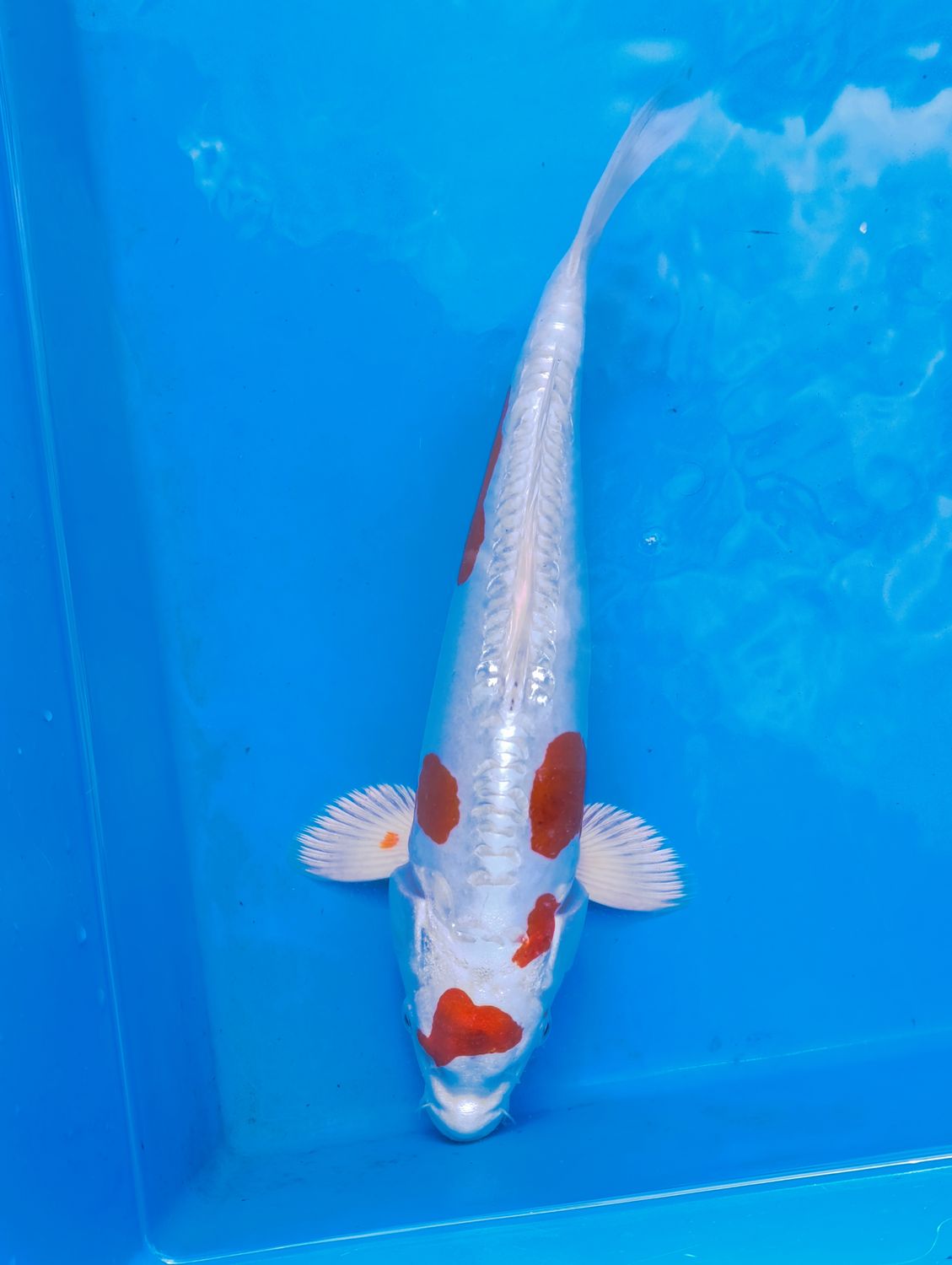 Kikosui 37 cm