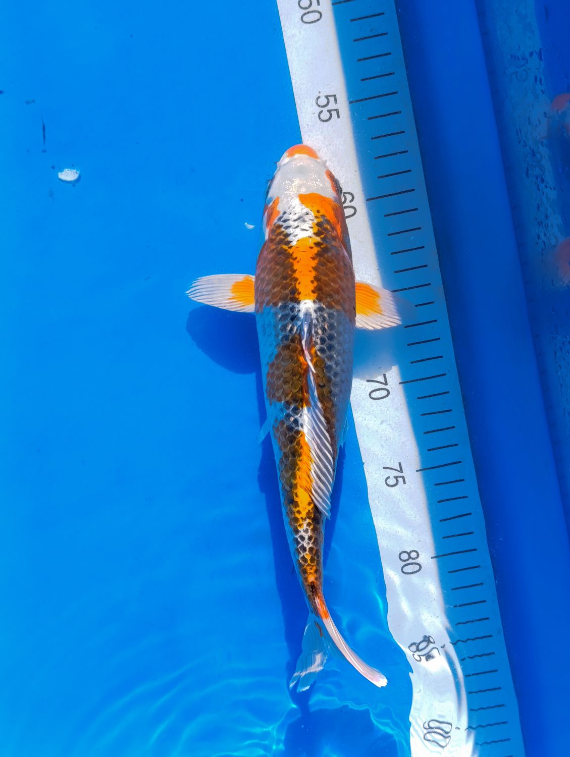 Kujaku 28 cm