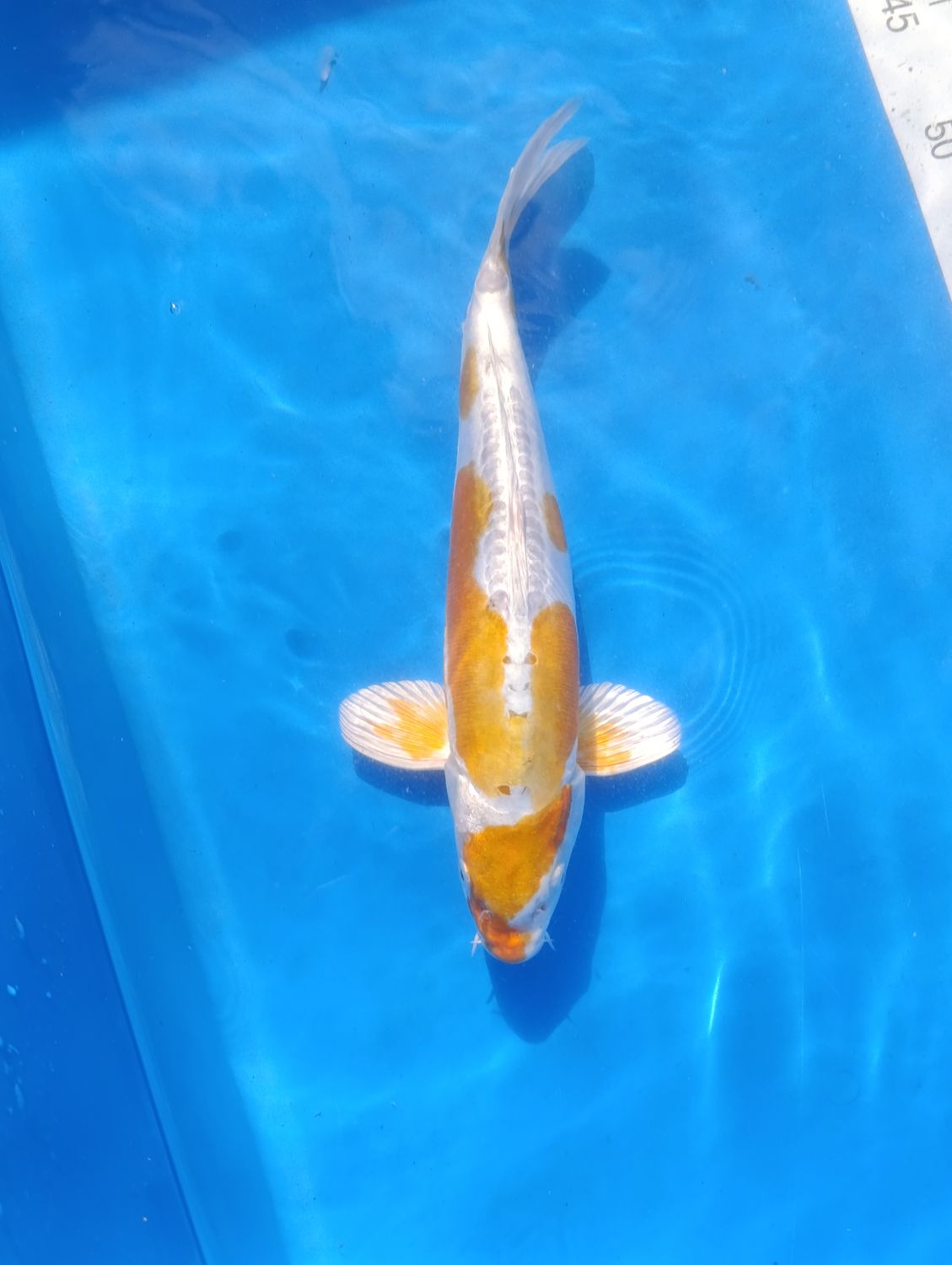 Doitsu Mwtallic Hariwake 33 cm