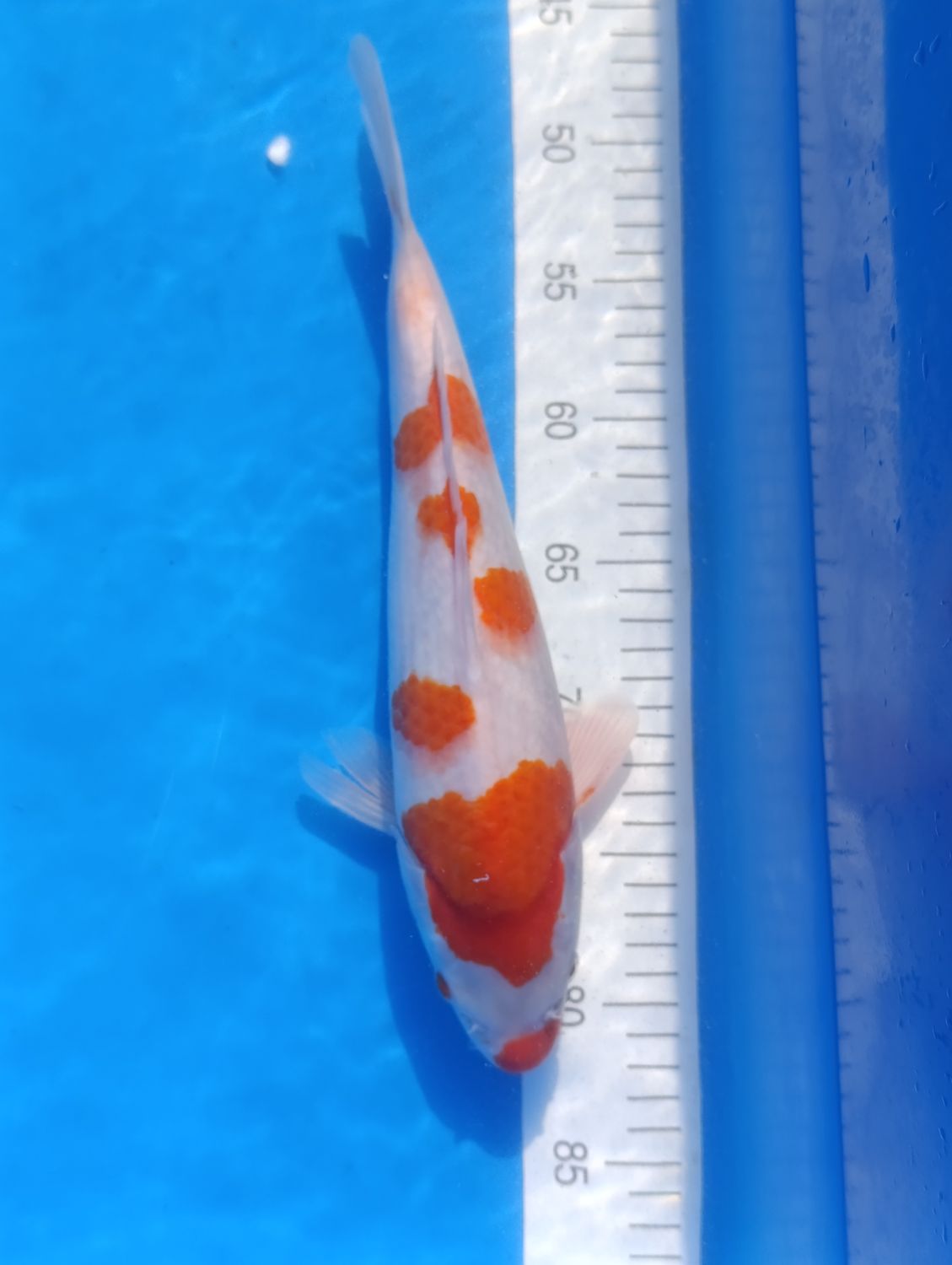 Kohaku 32 cm