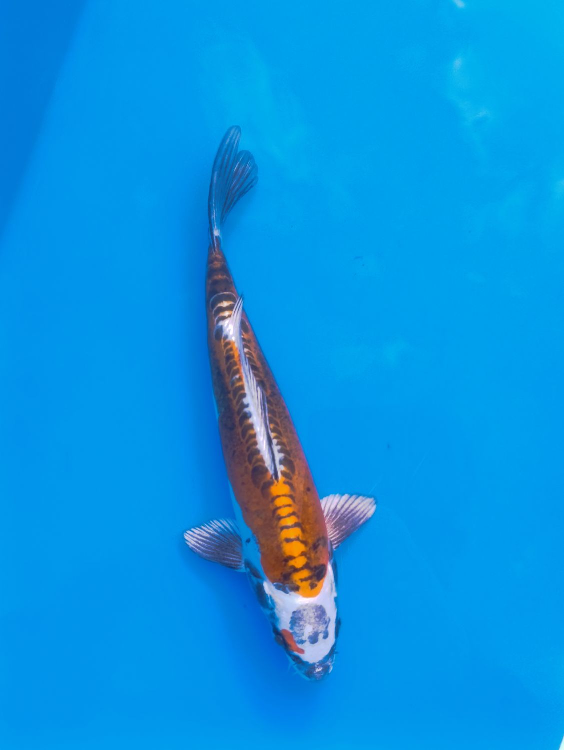 Beny Kumonryou 27 cm