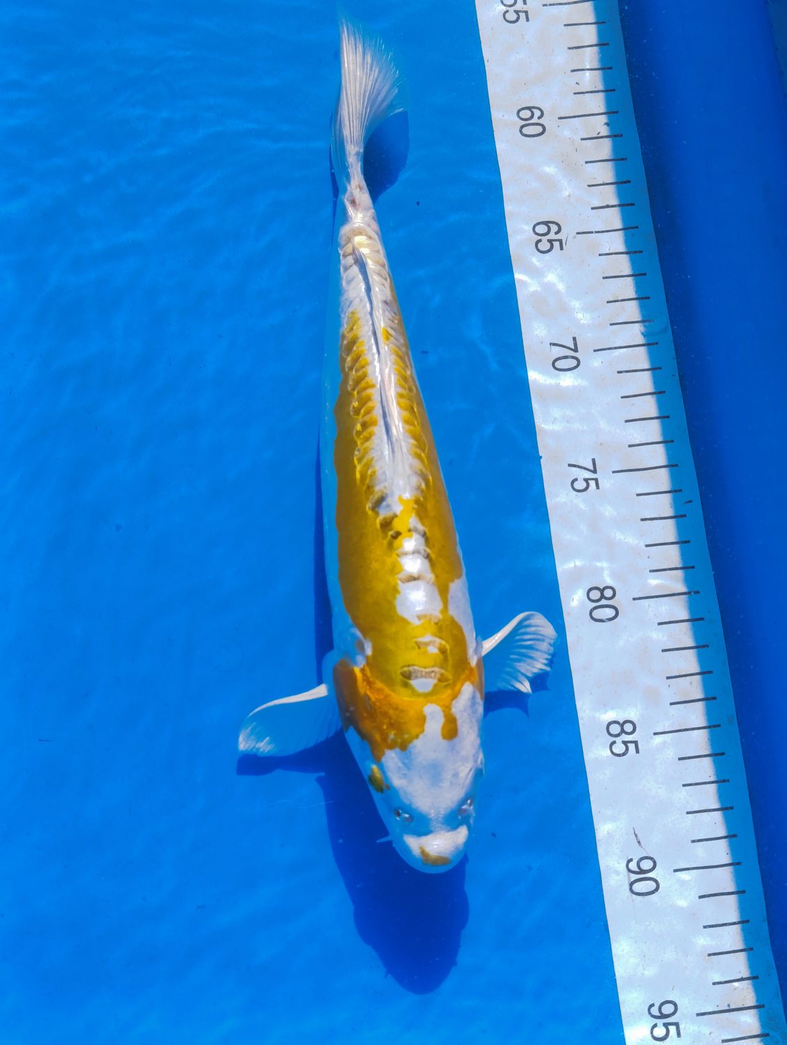 Doitsu Mwtallic Hariwake 34cm