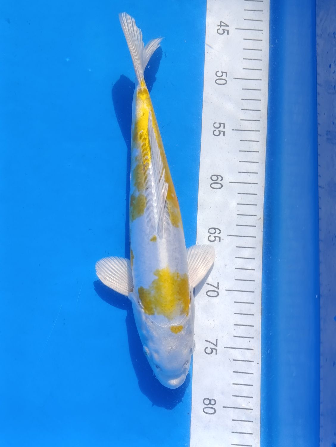Doitsu Metallic Hariwake 33 cm
