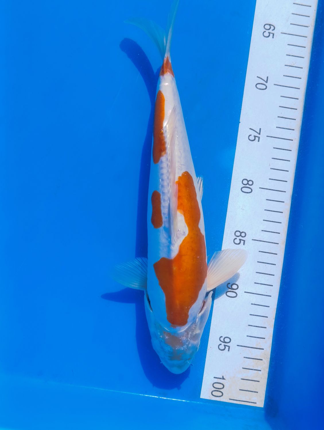 Doitsu Kohaku 33 cm