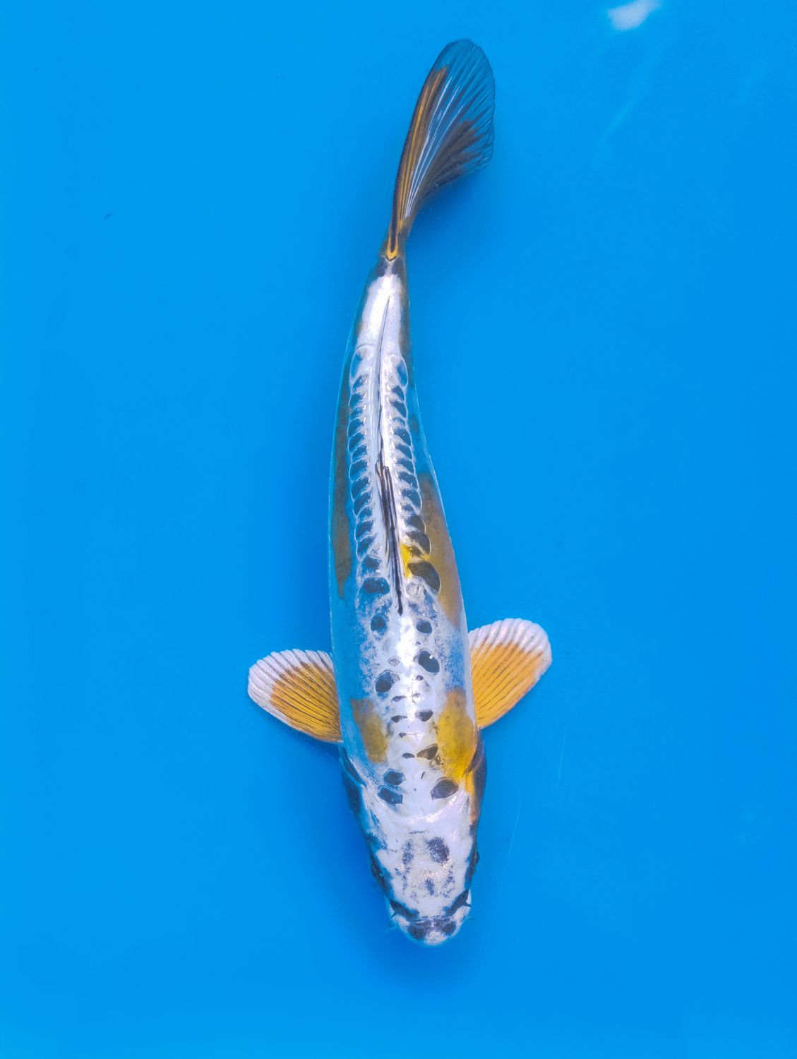 Beny Kumonryou 29 cm