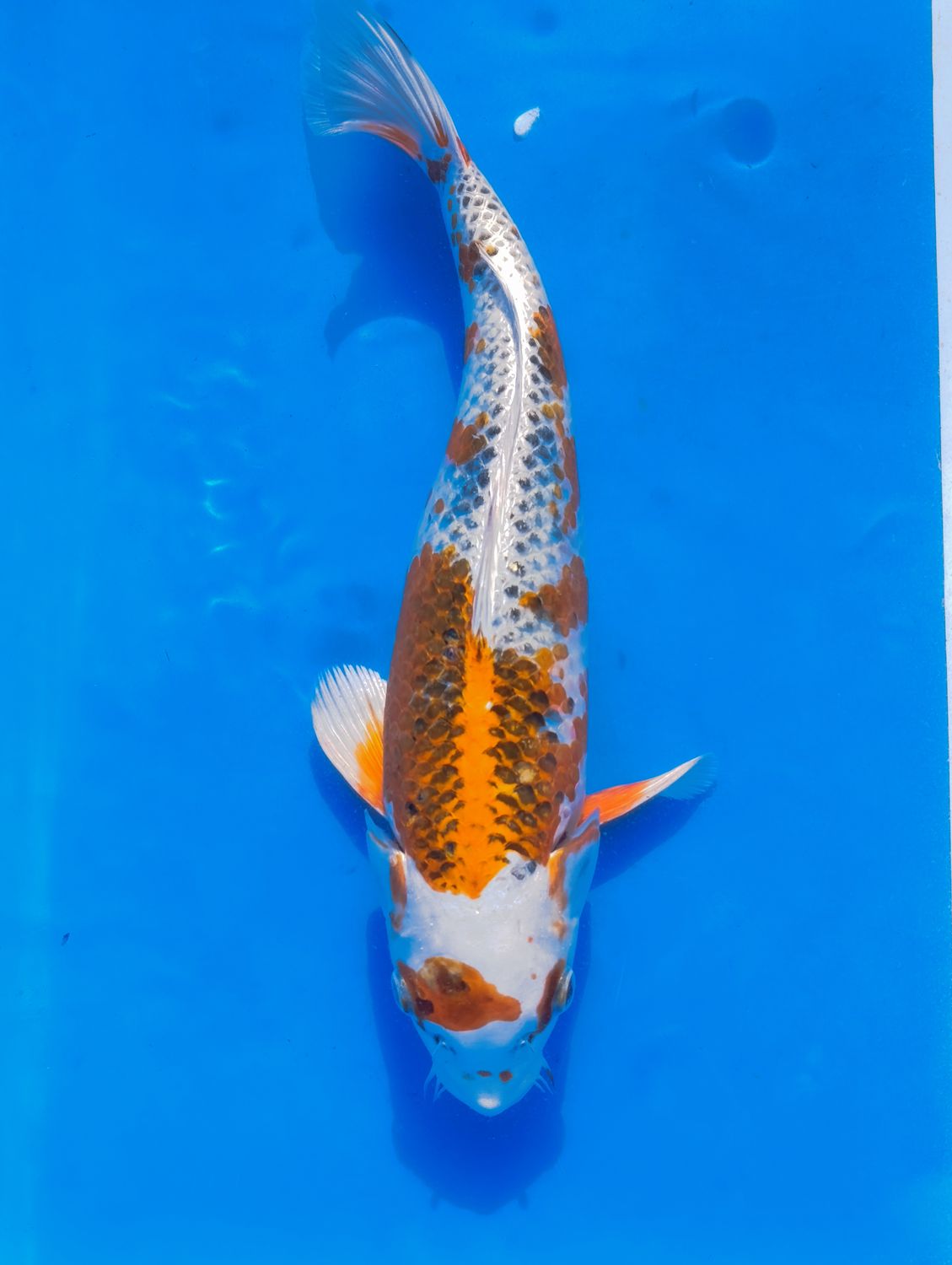 Kujaku 34 cm