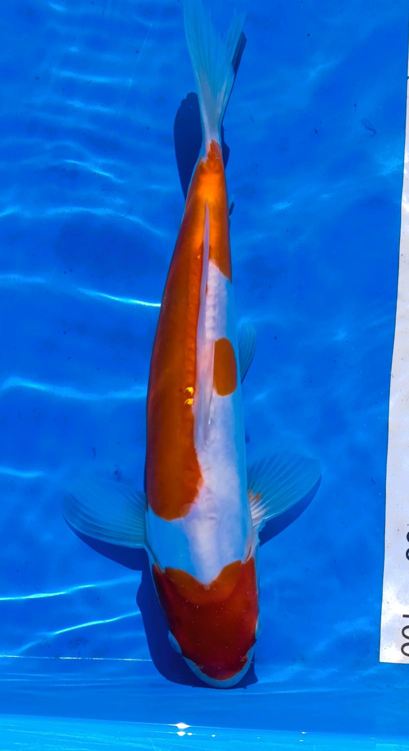 Doitsu Kohaku 29 cm