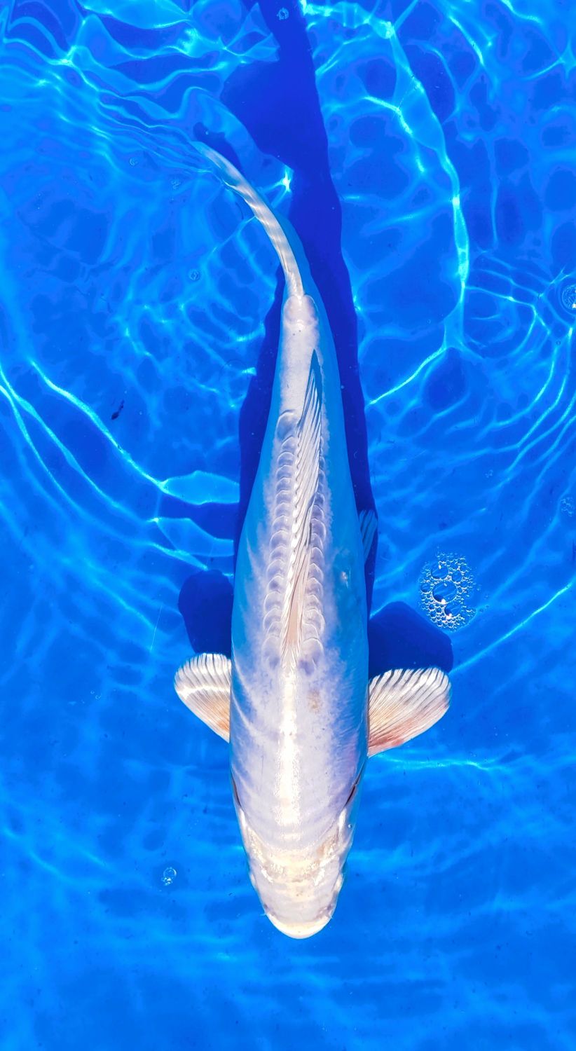 Doitsu Platinum Ogon 30 cm