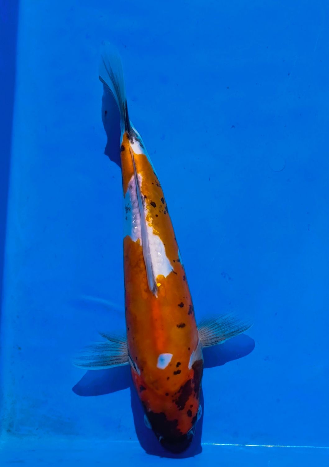 Doitsu Showa 25 cm