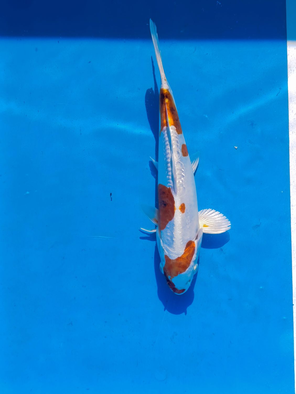 Doitsu Metllic Goromo 25 cm