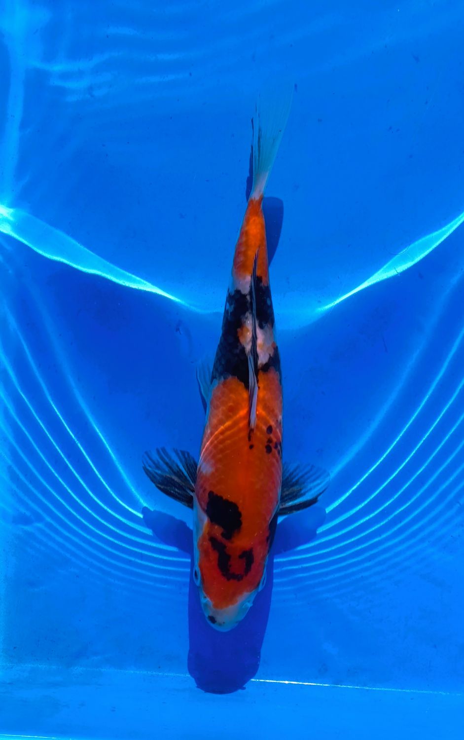 Showa 25 cm