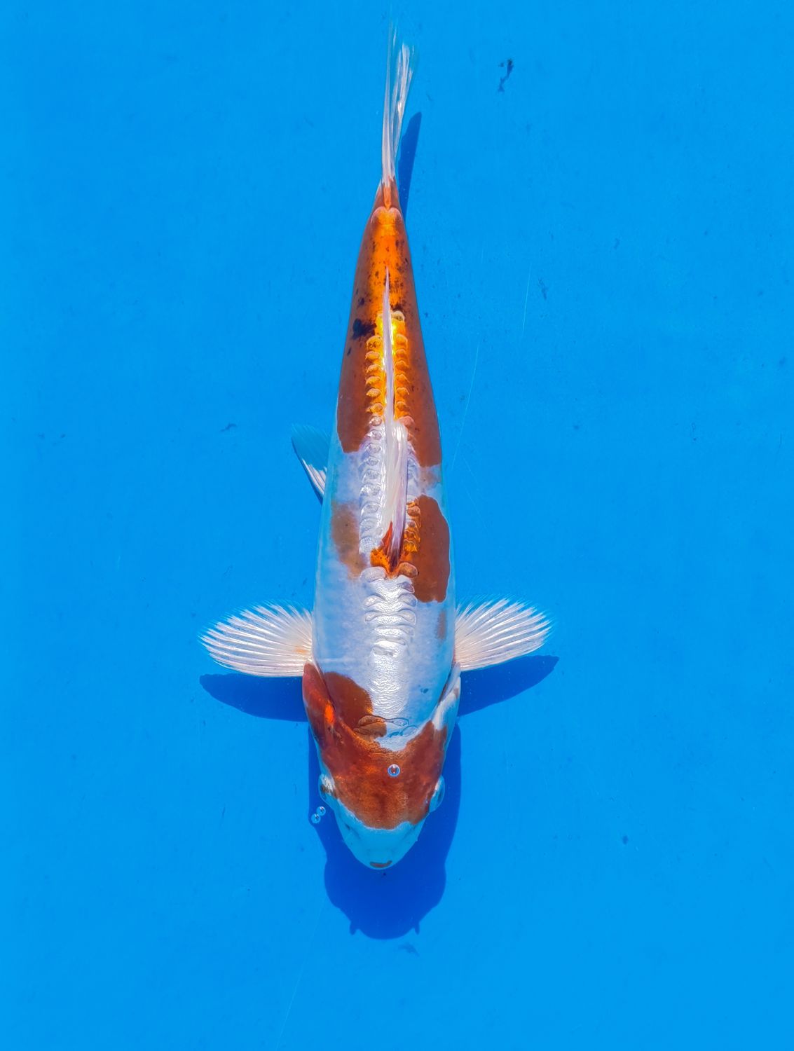 yamato nishiki 28 cm