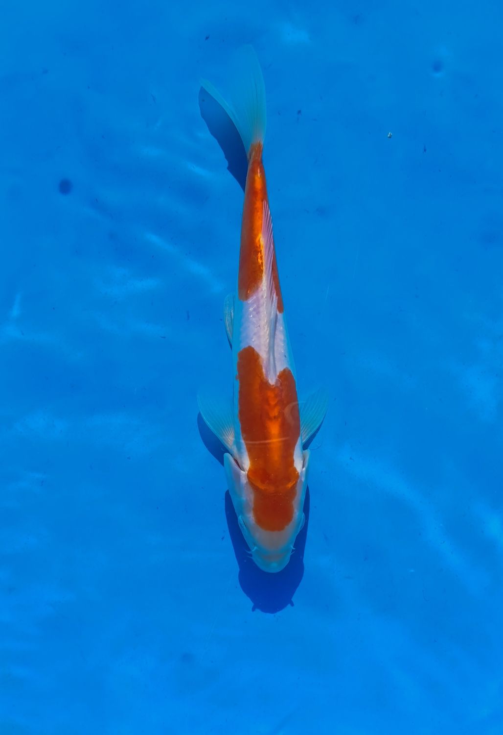 Doitsu Kohaku 25 cm