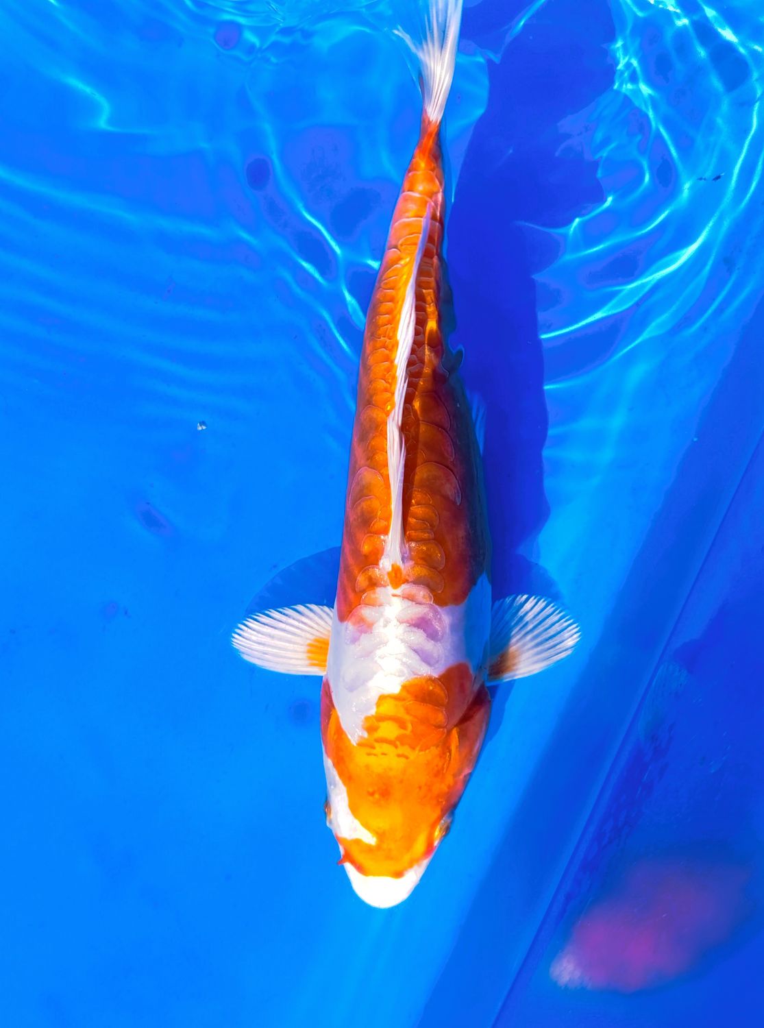 Kikusui 28 cm