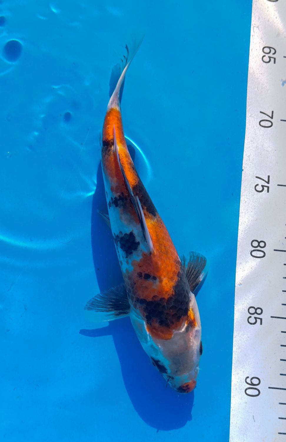 Showa 23 cm