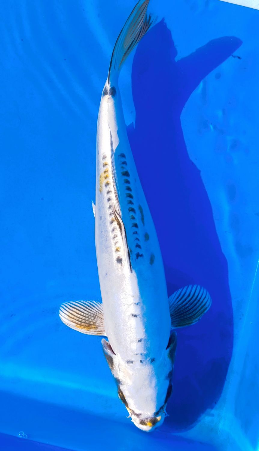 Kin Kikokuryu 33 cm