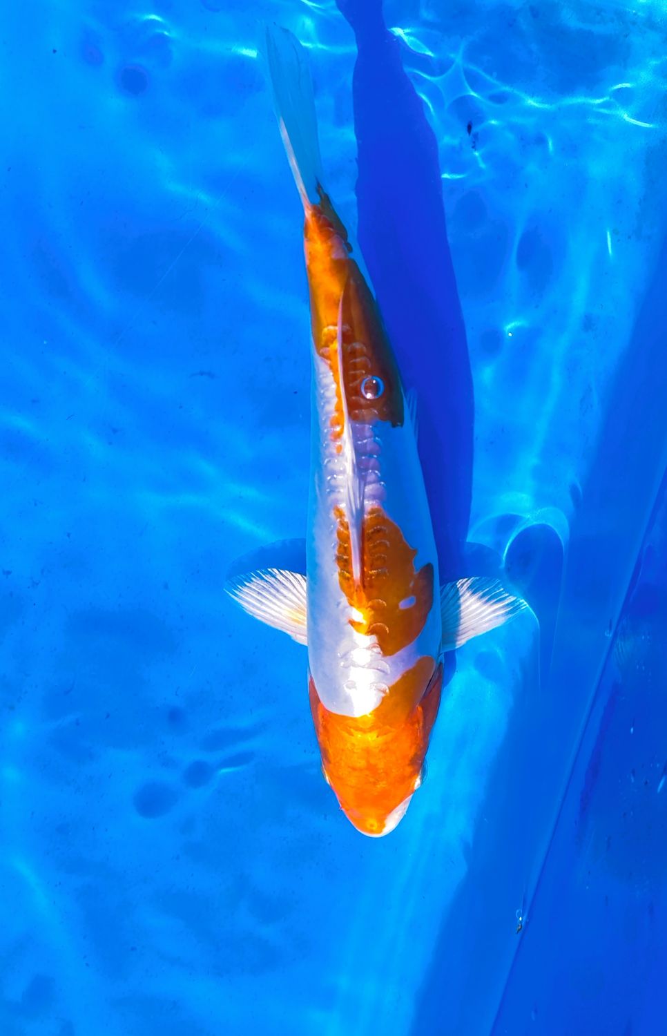 Kikusui 25 cm