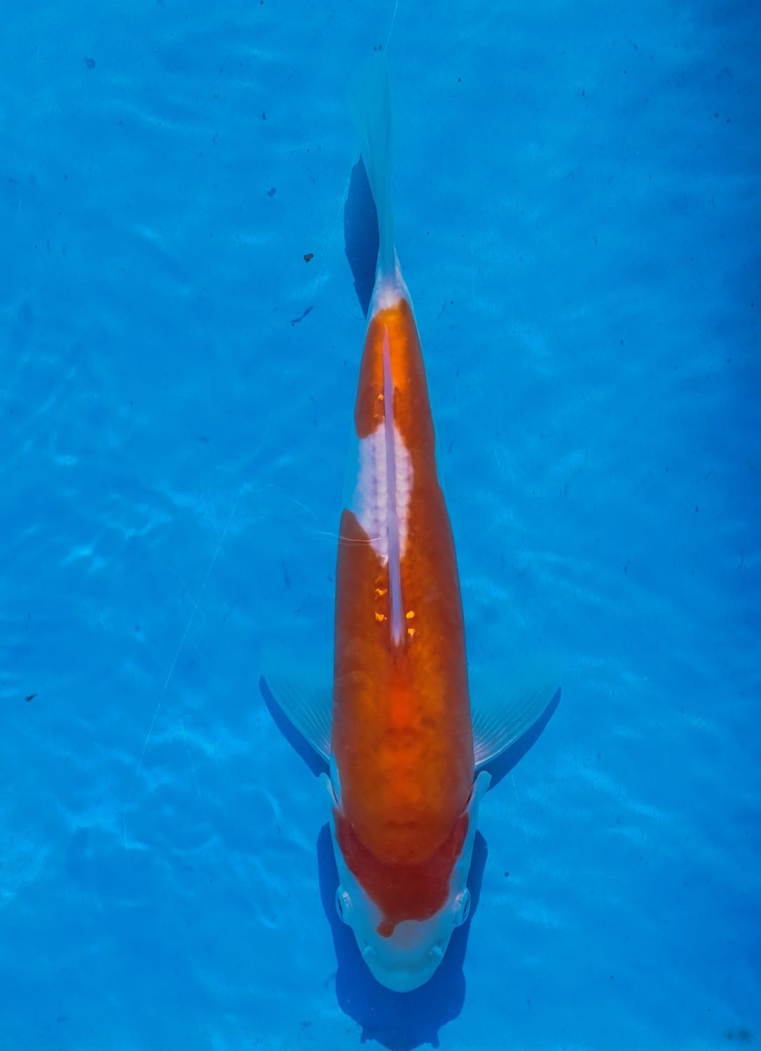 Doitsu Kohaku 20 cm