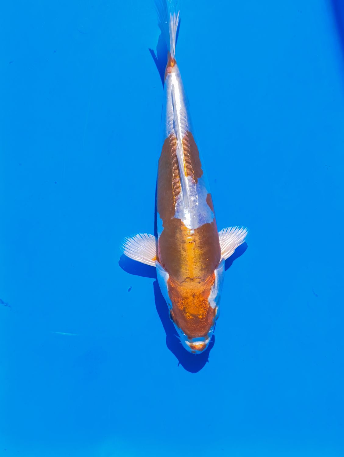 Kikusui 27 cm