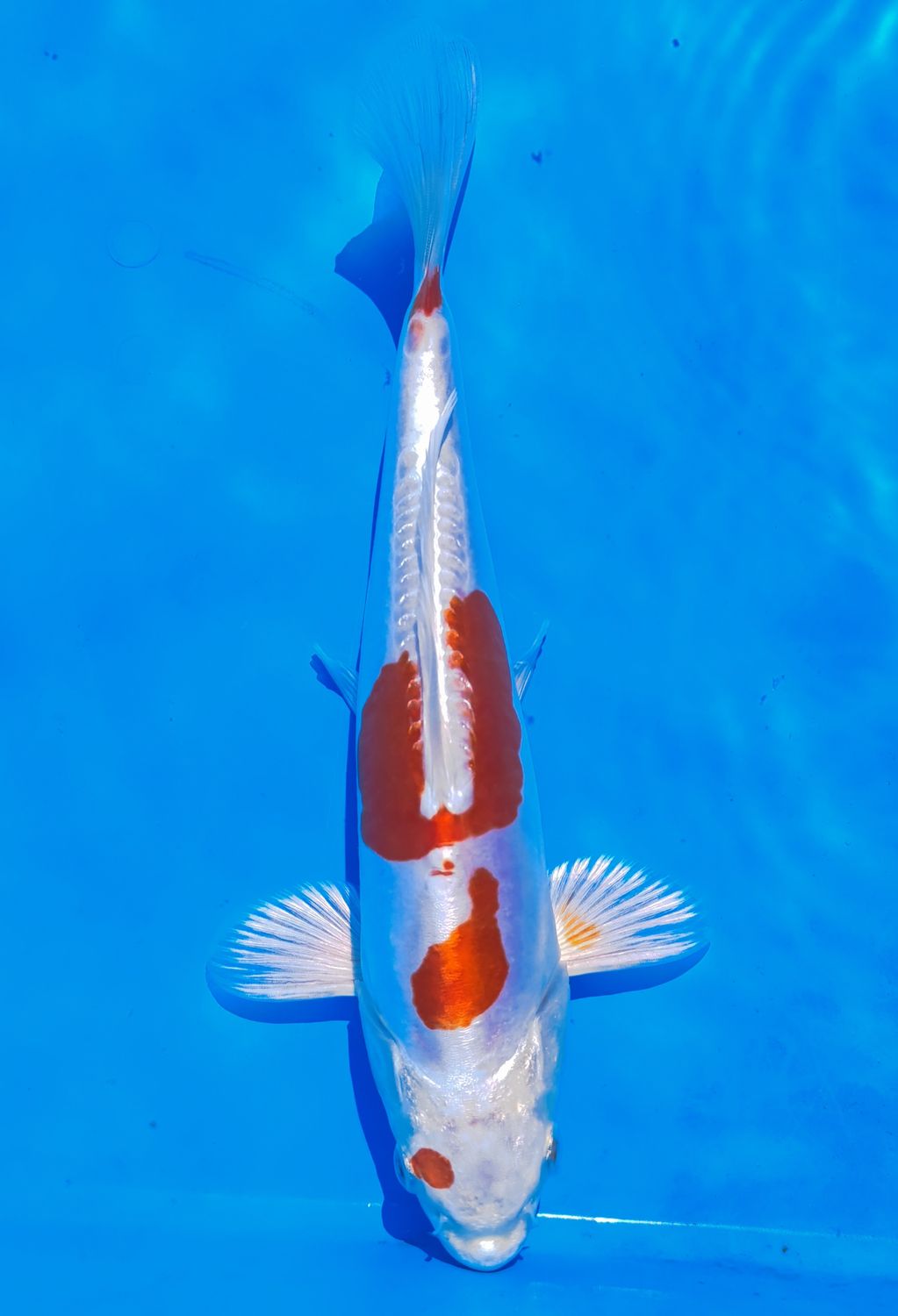 Kikusui 25 cm