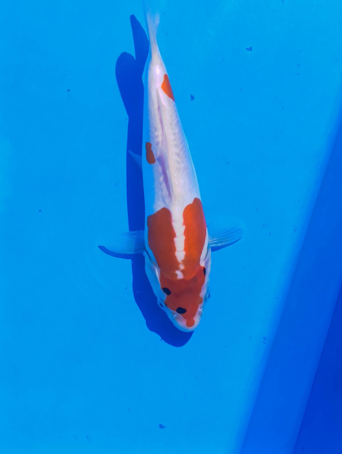 Soitsu Sanke  26 cm