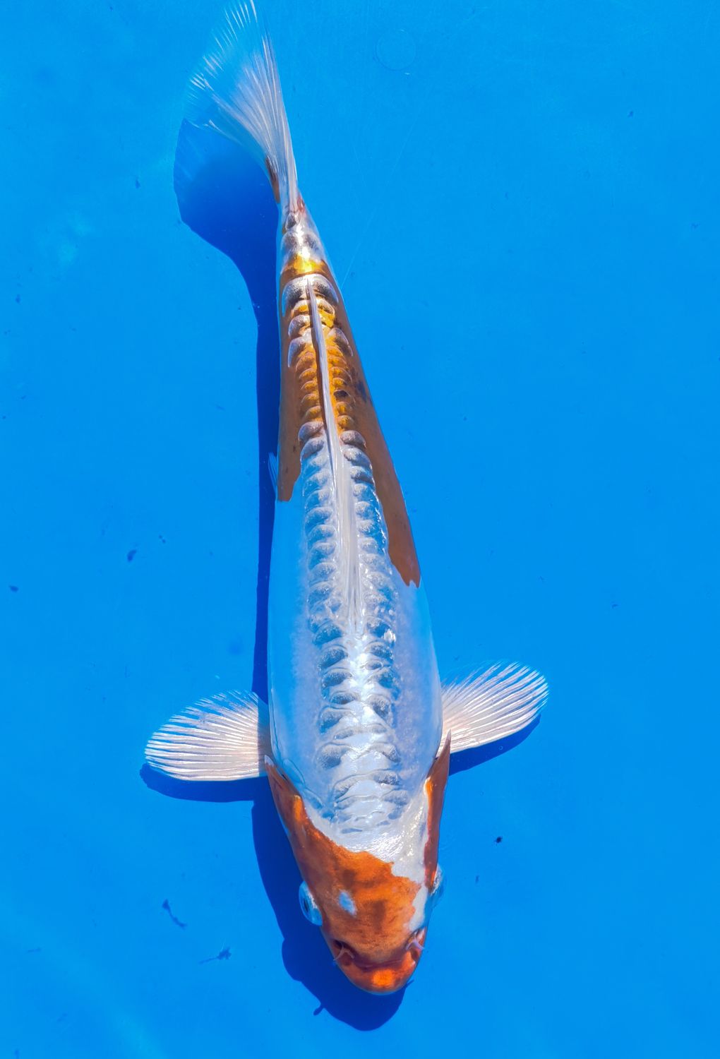 Doitsu yamato nishiki 28 cm