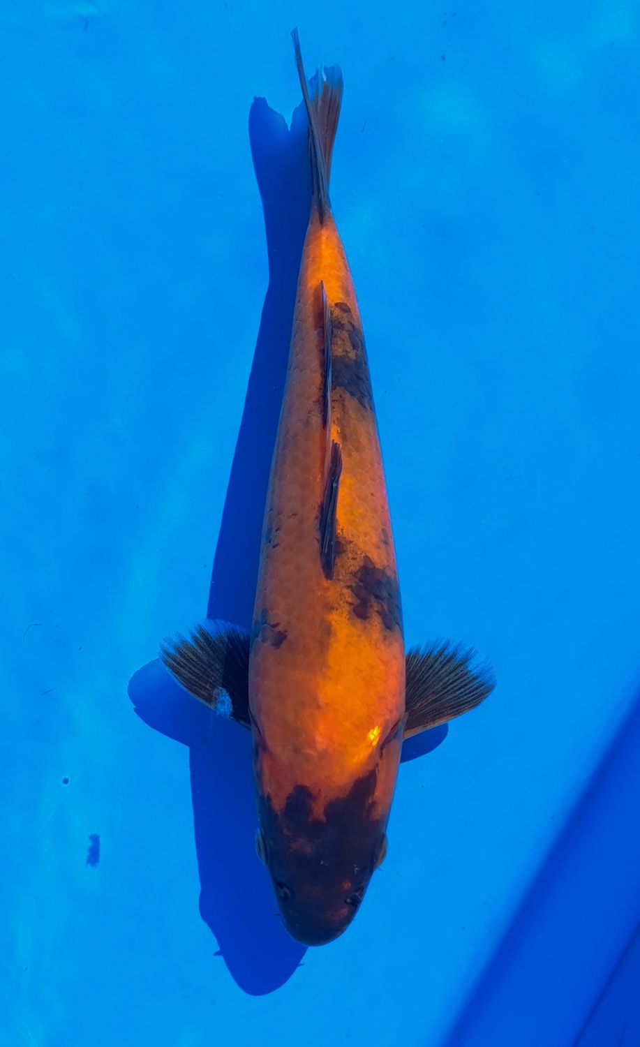 Hi Utsuri 28 cm