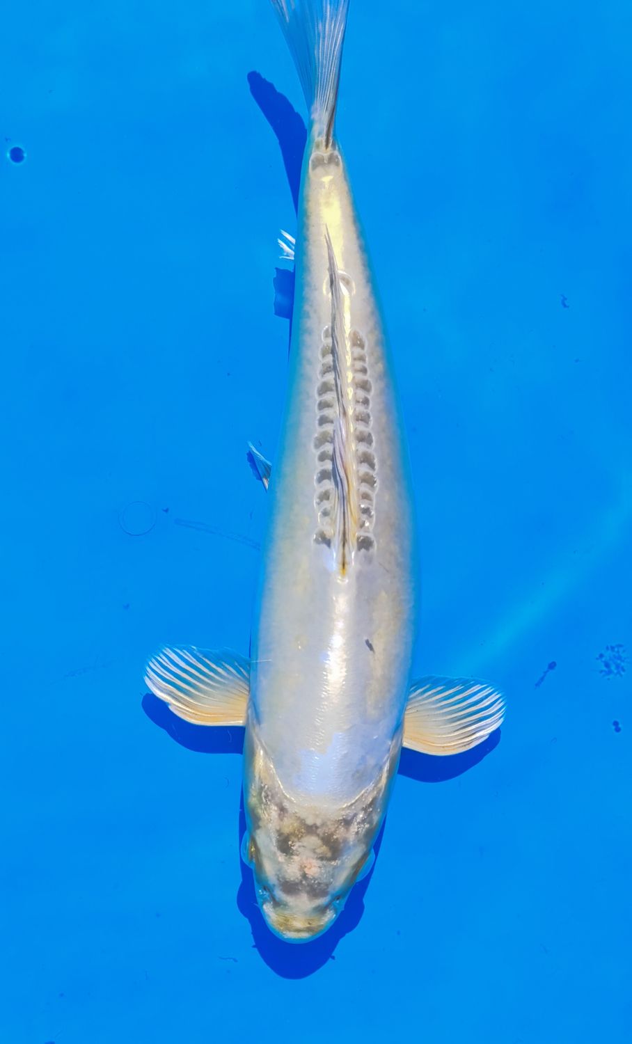 Doitsu Metallic Hariwake 30 cm