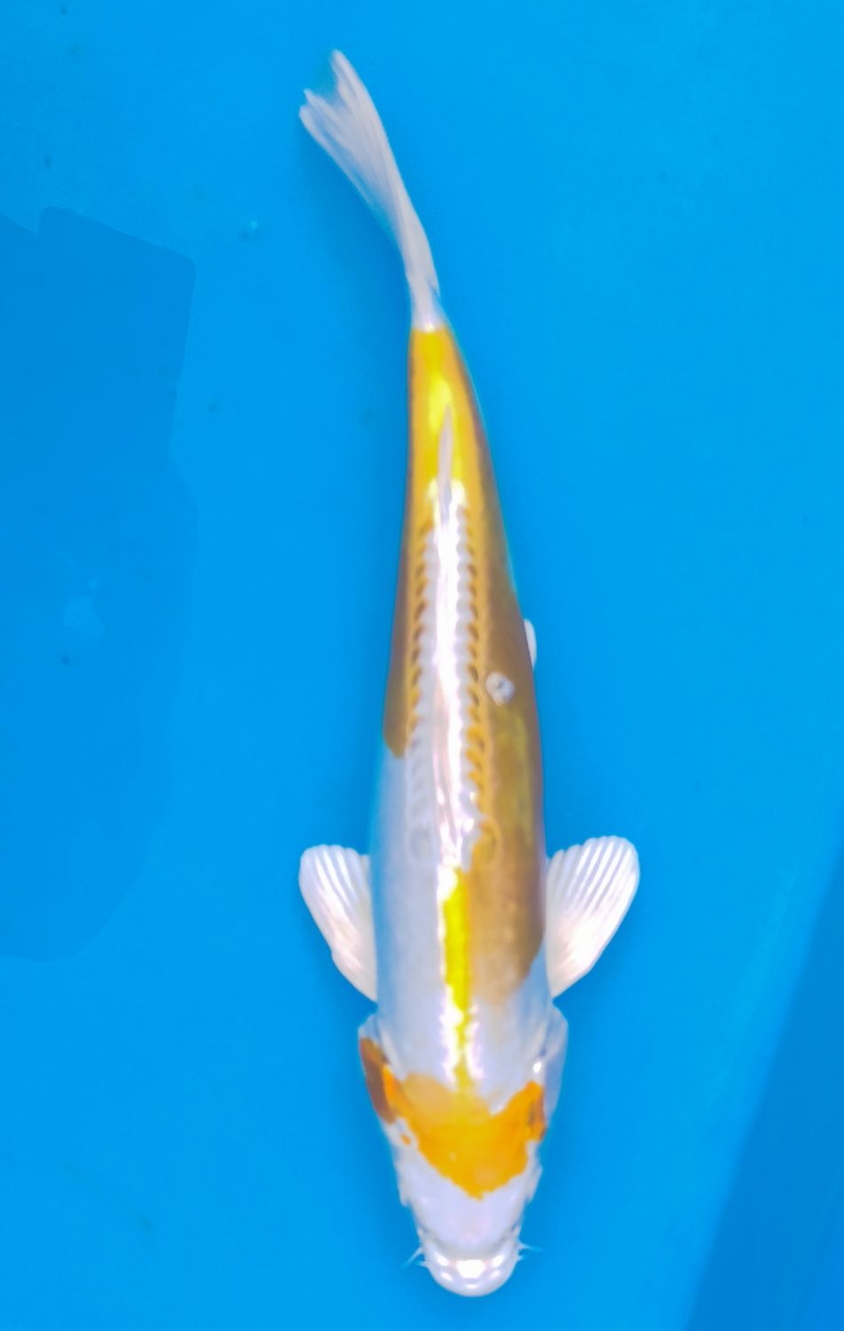 Karp koi Doitsu Hariwake
