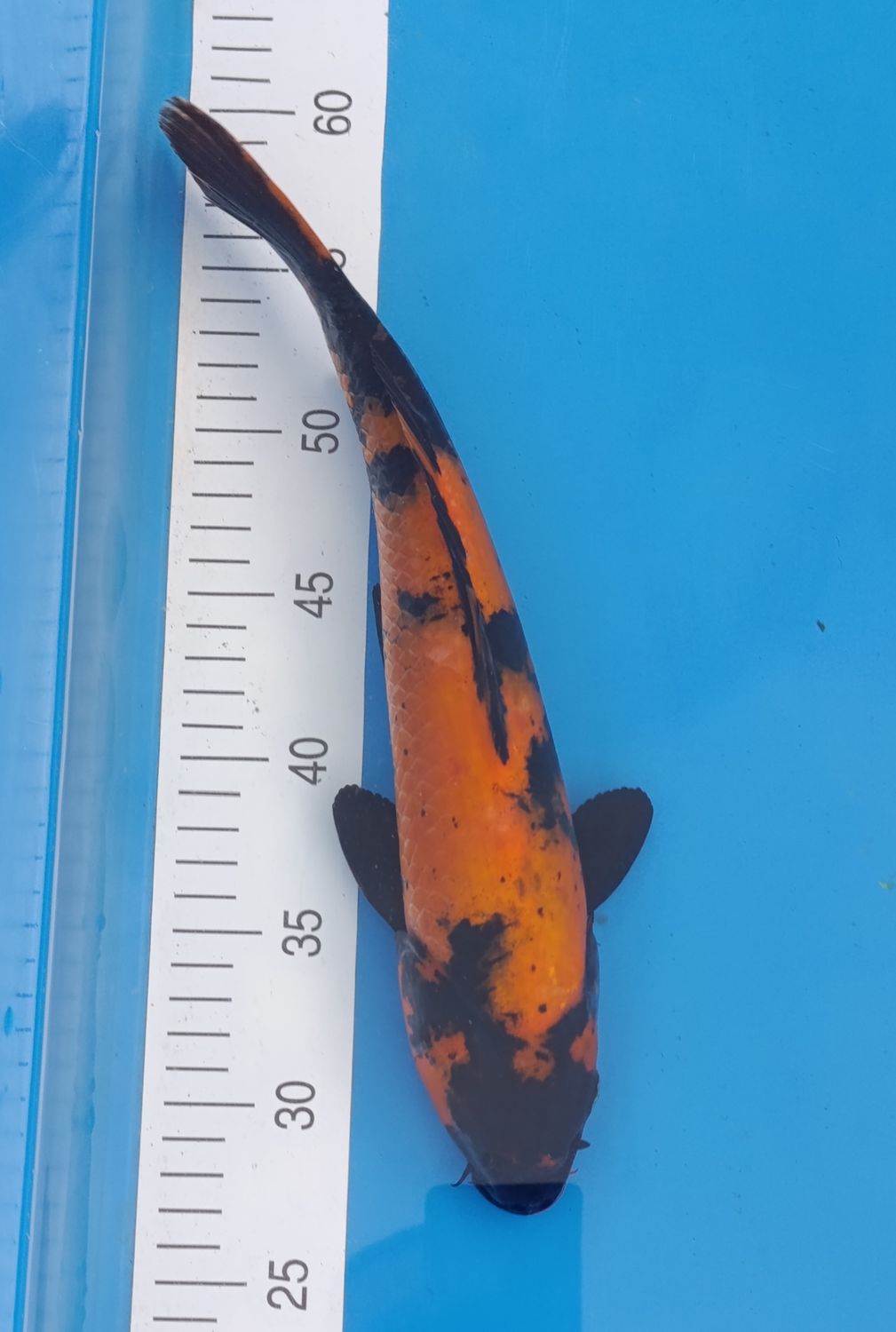 Karp koi Hi Utsuri